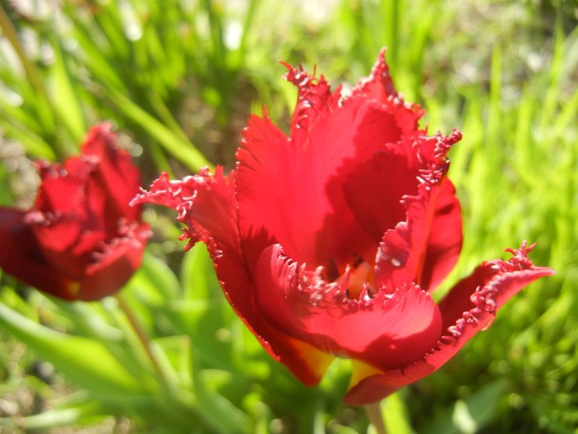 Tulipa Pacific Pearl (2017, April 22) - Tulipa Pacific Pearl