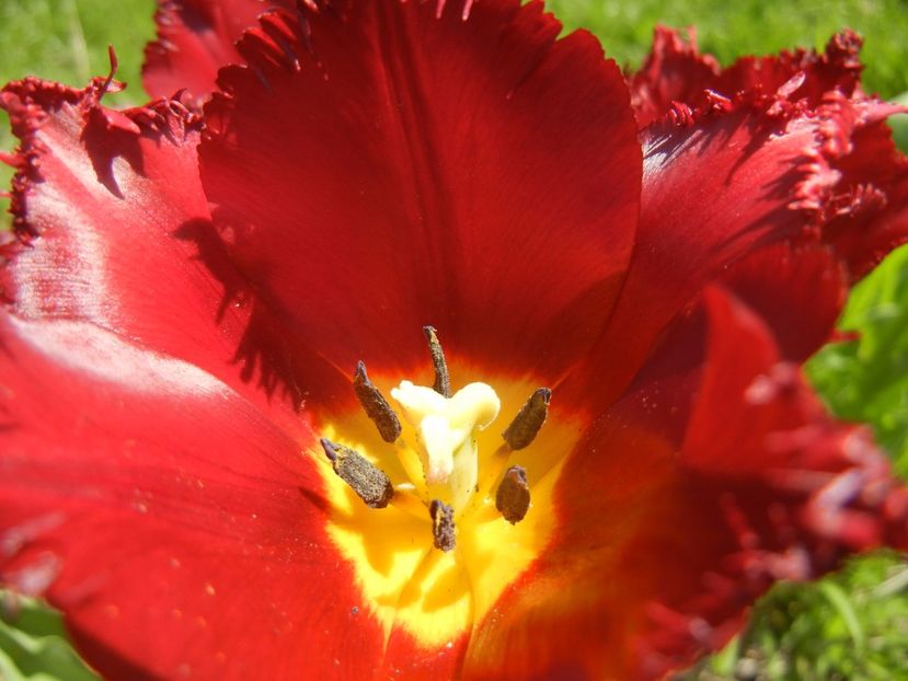 Tulipa Pacific Pearl (2017, April 22) - Tulipa Pacific Pearl