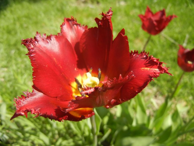 Tulipa Pacific Pearl (2017, April 22) - Tulipa Pacific Pearl