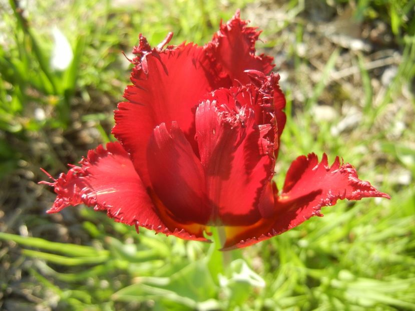 Tulipa Pacific Pearl (2017, April 22) - Tulipa Pacific Pearl