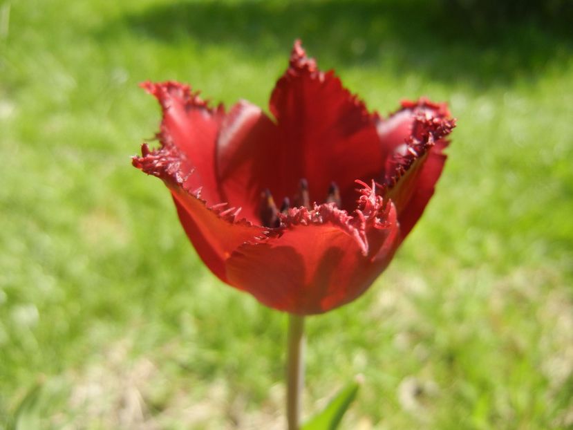 Tulipa Pacific Pearl (2017, April 22) - Tulipa Pacific Pearl