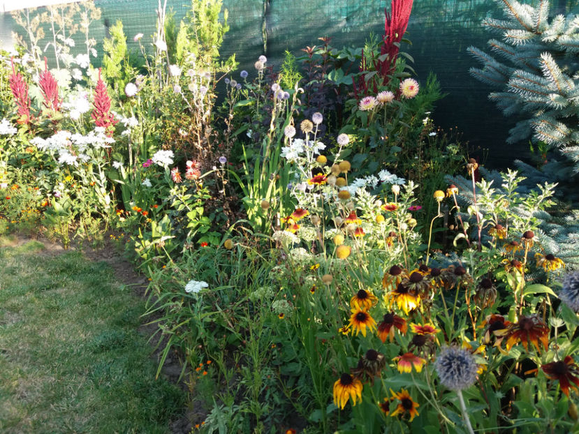 Picture 106 - Vara 2017