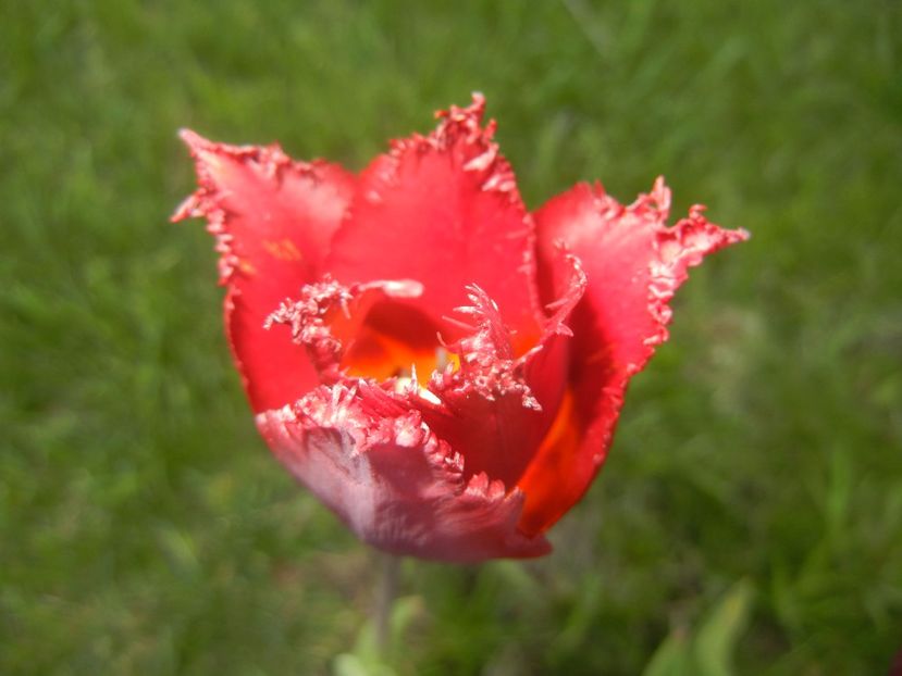 Tulipa Pacific Pearl (2017, April 24) - Tulipa Pacific Pearl
