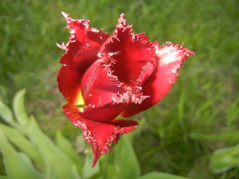 Tulipa Pacific Pearl (2017, April 24) - Tulipa Pacific Pearl