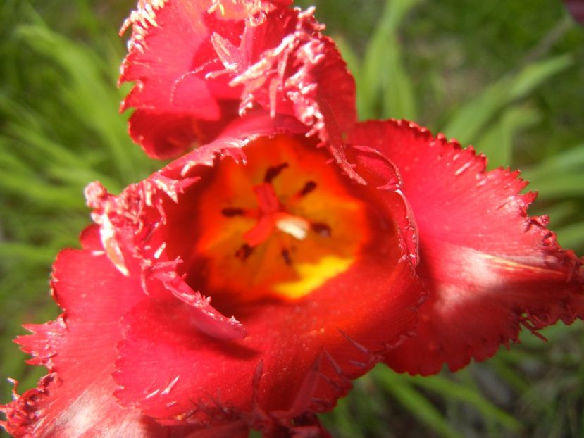 Tulipa Pacific Pearl (2017, April 24) - Tulipa Pacific Pearl