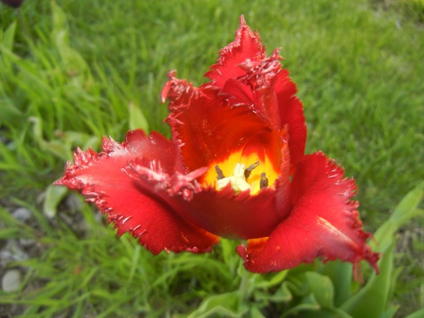 Tulipa Pacific Pearl (2017, April 24) - Tulipa Pacific Pearl