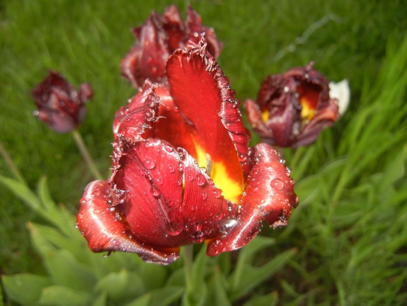 Tulipa Pacific Pearl (2017, April 28) - Tulipa Pacific Pearl