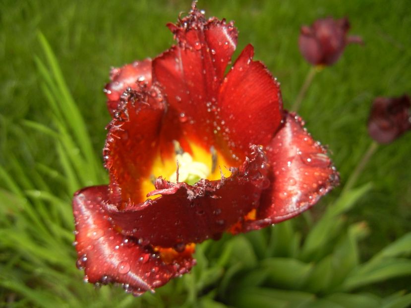 Tulipa Pacific Pearl (2017, April 28) - Tulipa Pacific Pearl