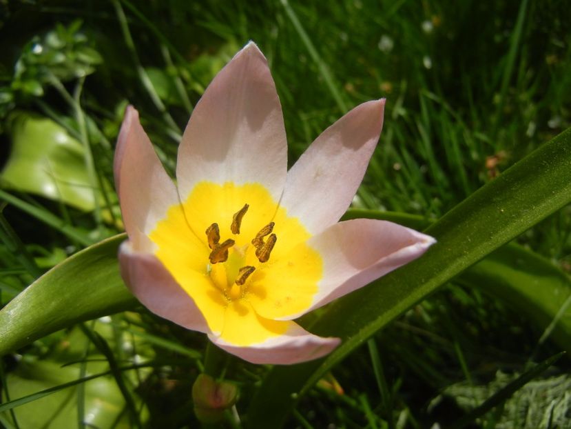 Tulipa Lilac Wonder (2017, April 16) - Tulipa Lilac Wonder