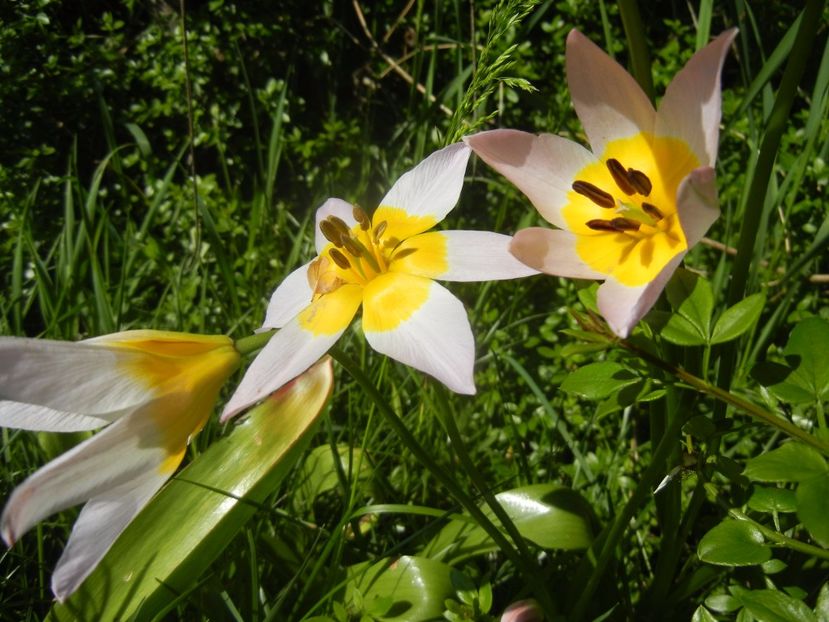 Tulipa Lilac Wonder (2017, April 22) - Tulipa Lilac Wonder
