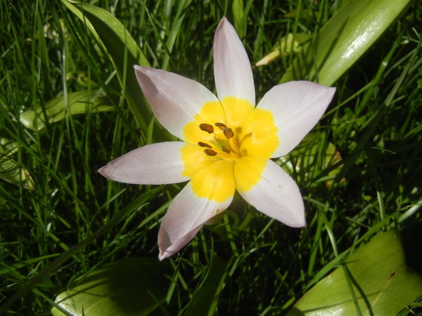 Tulipa Lilac Wonder (2017, April 22) - Tulipa Lilac Wonder