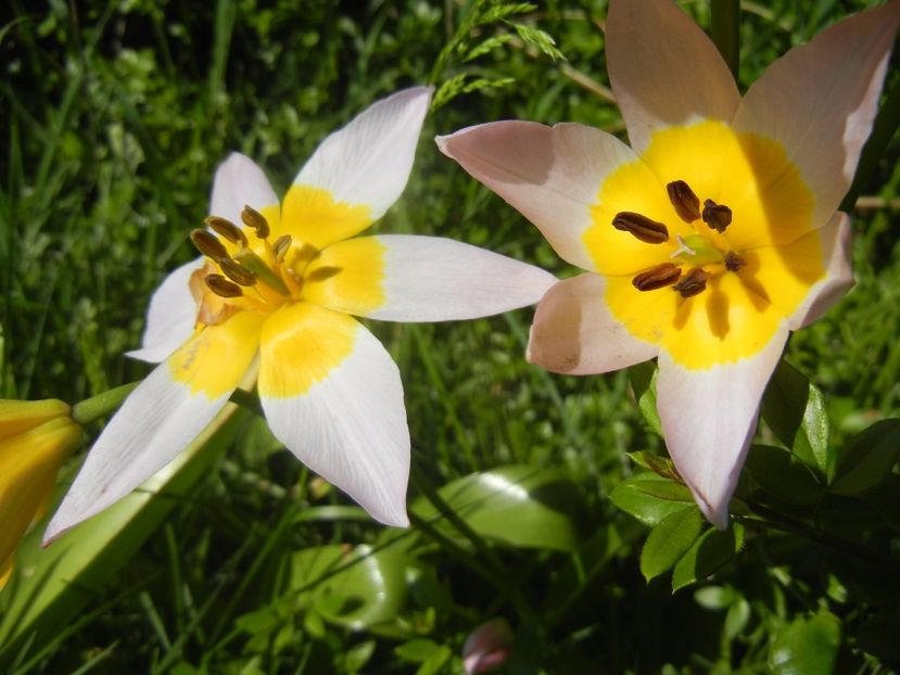 Tulipa Lilac Wonder (2017, April 22) - Tulipa Lilac Wonder