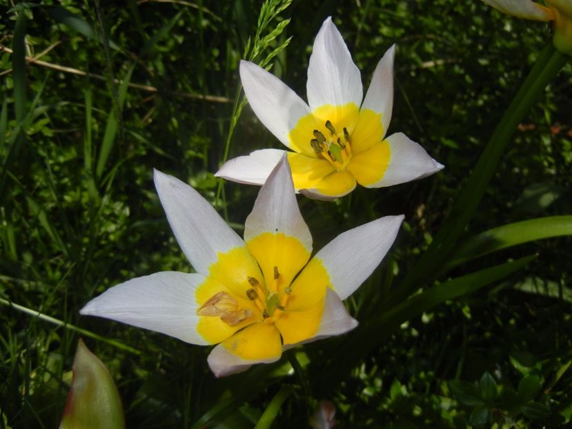 Tulipa Lilac Wonder (2017, April 23) - Tulipa Lilac Wonder