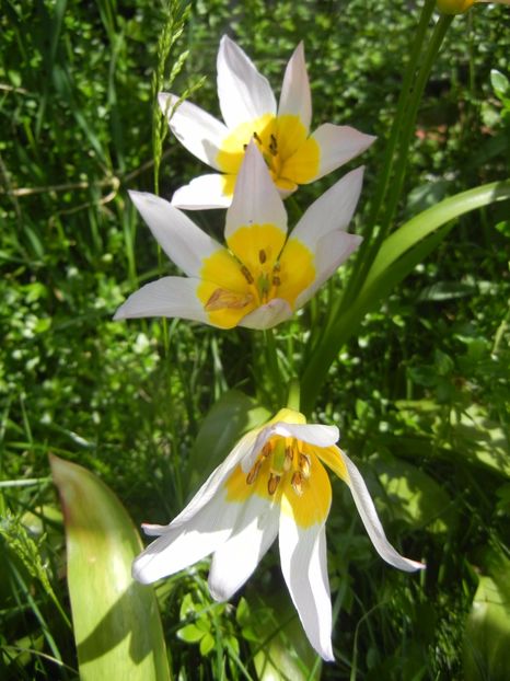 Tulipa Lilac Wonder (2017, April 23) - Tulipa Lilac Wonder