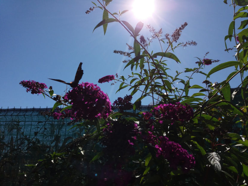 Picture 134 - Vara 2017