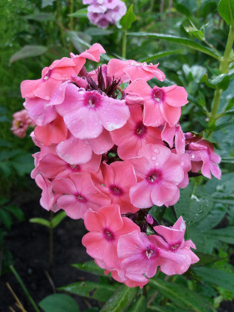 Picture 138 - Vara 2017