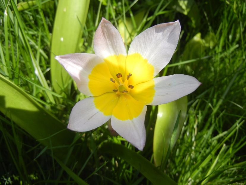 Tulipa Lilac Wonder (2017, April 23) - Tulipa Lilac Wonder