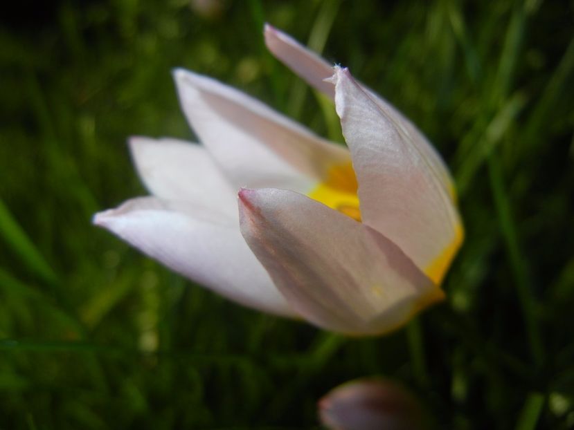 Tulipa Lilac Wonder (2017, April 24) - Tulipa Lilac Wonder