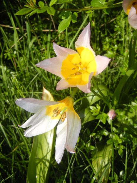 Tulipa Lilac Wonder (2017, April 24) - Tulipa Lilac Wonder