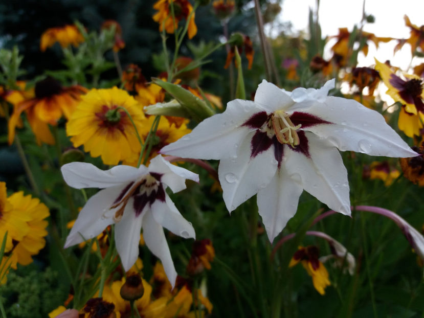 Picture 145 - Vara 2017