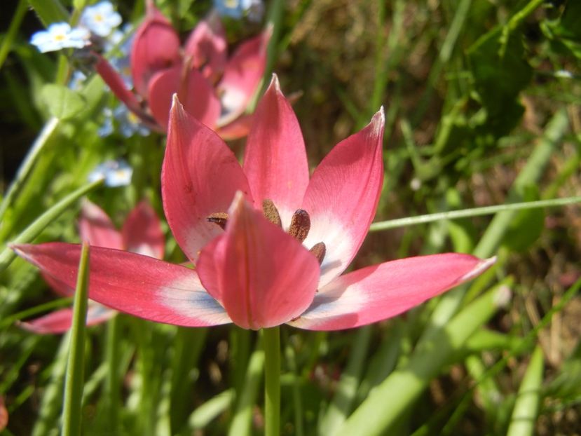 Tulipa Little Beauty (2017, April 16) - Tulipa Little Beauty