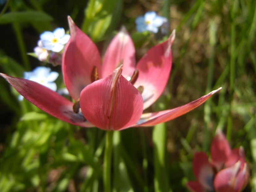 Tulipa Little Beauty (2017, April 16) - Tulipa Little Beauty