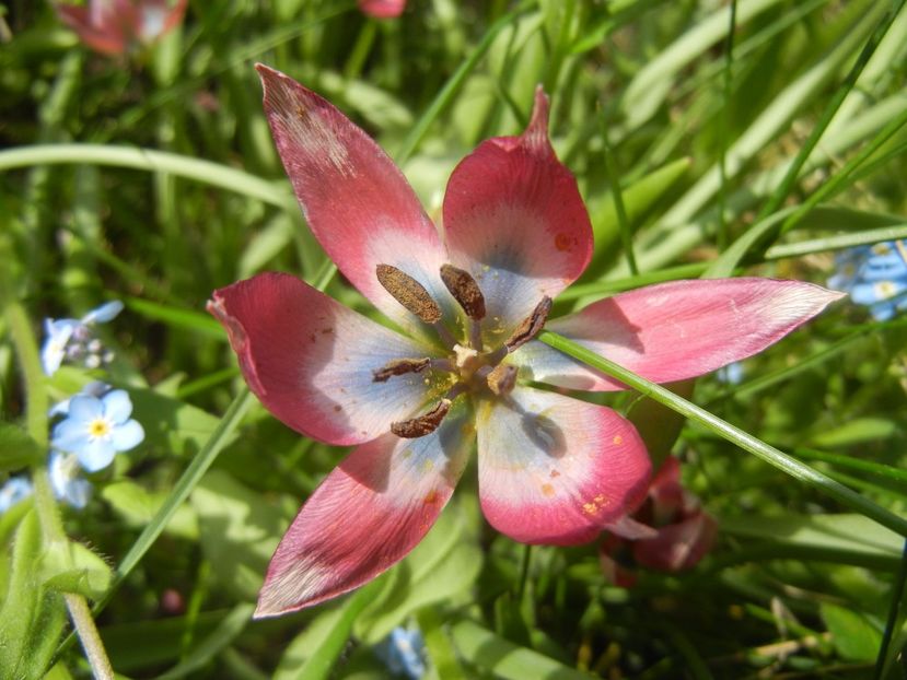 Tulipa Little Beauty (2017, April 16) - Tulipa Little Beauty