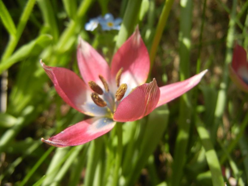 Tulipa Little Beauty (2017, April 16) - Tulipa Little Beauty