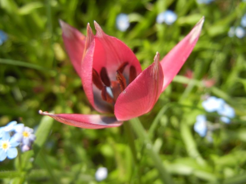 Tulipa Little Beauty (2017, April 16) - Tulipa Little Beauty