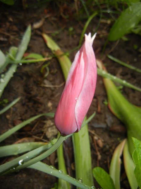 Tulipa Peppermint Stick (2017, April 20) - Tulipa Peppermint Stick