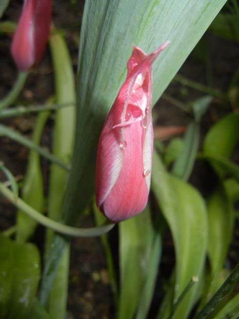 Tulipa Peppermint Stick (2017, April 20) - Tulipa Peppermint Stick