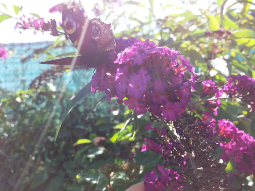 Picture 184 - Vara 2017