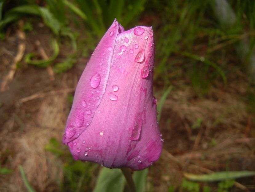Tulipa Purple Flag (2017, April 20) - Tulipa Purple Flag