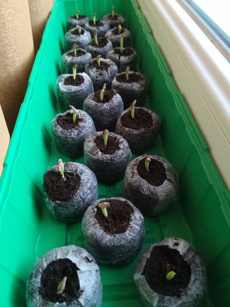 adenium 6 zile - evoluție adenium