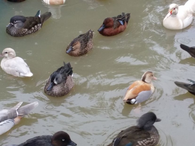  - RATE EXOTICE-exotic ducks
