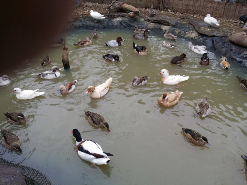  - RATE EXOTICE-exotic ducks