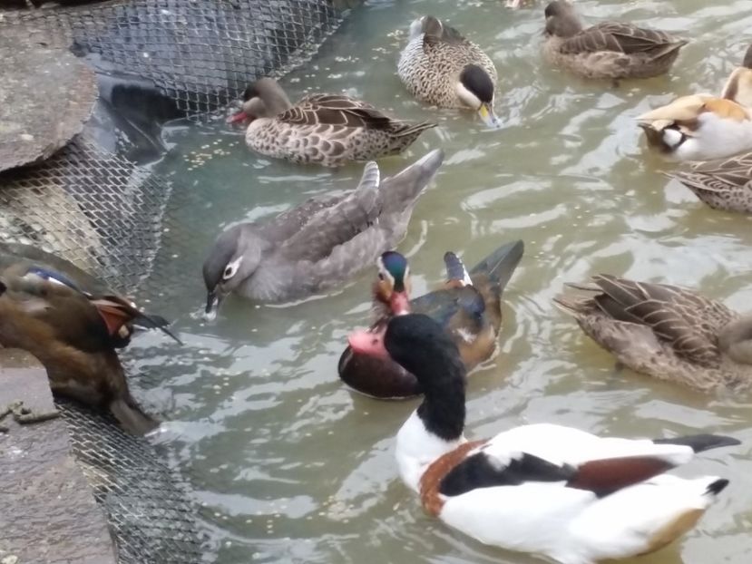  - RATE EXOTICE-exotic ducks