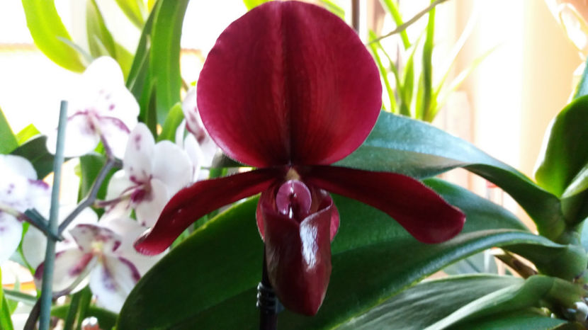 5 oct 2017 - Black Jack