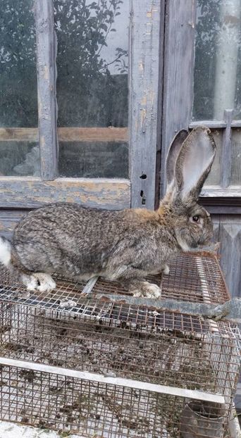 mascul 5 (1) - DE VANZARE