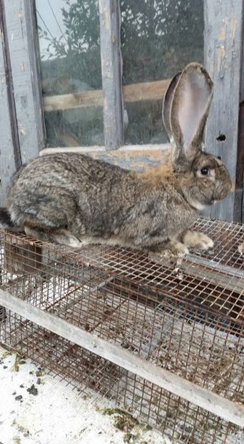 mascul 5 (2) - DE VANZARE