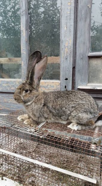 mascul 5 (3) - DE VANZARE