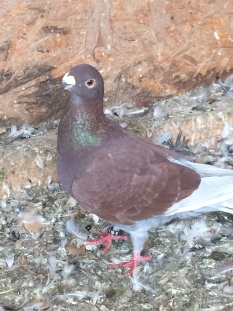 29C30DF0-4F49-4713-A8F7-BFEFD2335D93 - Antwerp