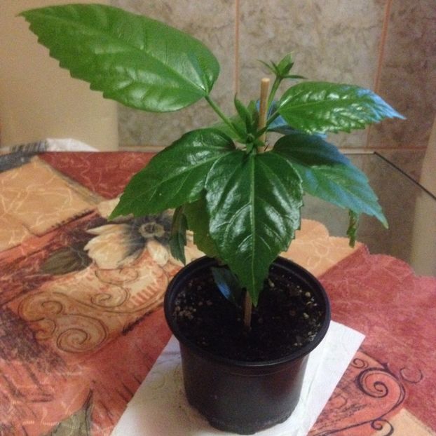 3.classic apricot-rez - hibiscus