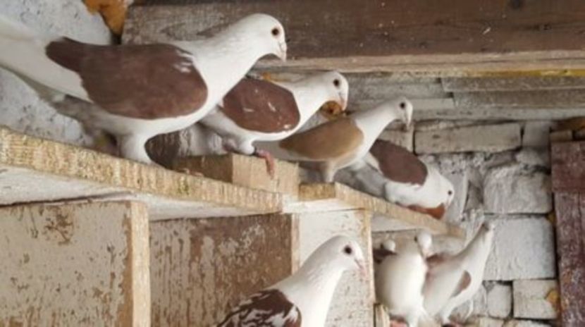 C__Data_Users_DefApps_AppData_INTERNETEXPLORER_Temp_Saved Images_108844627_LIRDEQA - voiajori capaciti