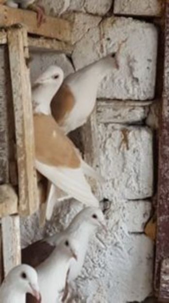 C__Data_Users_DefApps_AppData_INTERNETEXPLORER_Temp_Saved Images_108844619_SUOCDRT - voiajori capaciti