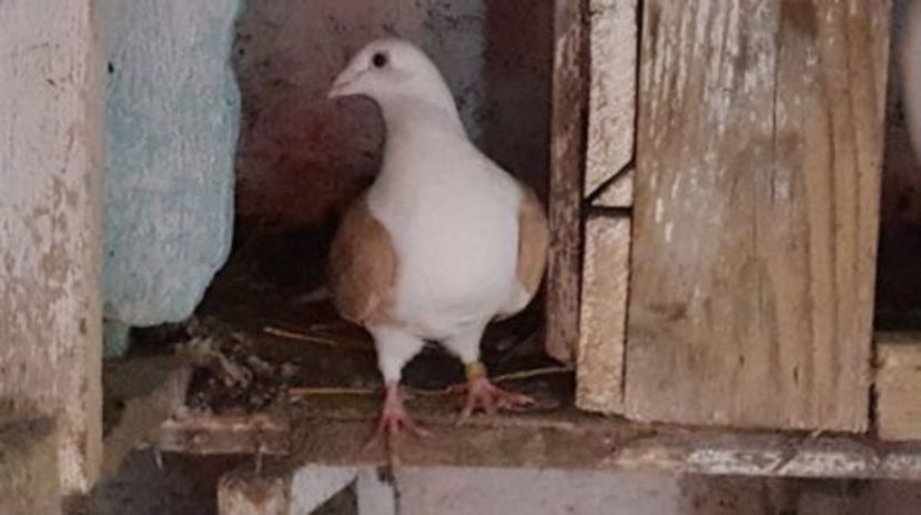 C__Data_Users_DefApps_AppData_INTERNETEXPLORER_Temp_Saved Images_108844628_PPDHYOZ3 - voiajori capaciti