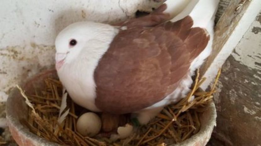 C__Data_Users_DefApps_AppData_INTERNETEXPLORER_Temp_Saved Images_108844601_LRSLUMA3 - voiajori capaciti