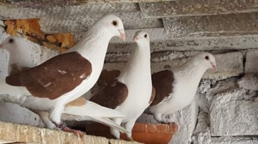 C__Data_Users_DefApps_AppData_INTERNETEXPLORER_Temp_Saved Images_108844592_HJRFTOC - voiajori capaciti