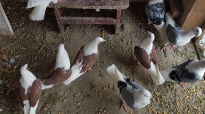 C__Data_Users_DefApps_AppData_INTERNETEXPLORER_Temp_Saved Images_108844552_SYZIMGA - voiajori capaciti