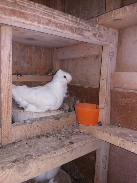 masc1     2016 - DE VANZARE-FOR SALE